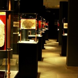 Foto: Paleolab – Museo del Parco Geopaleontologico di Pietraroia